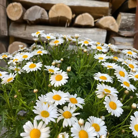 Pod Hradem Guest house Nove Hrady (Ceske Budejovice)